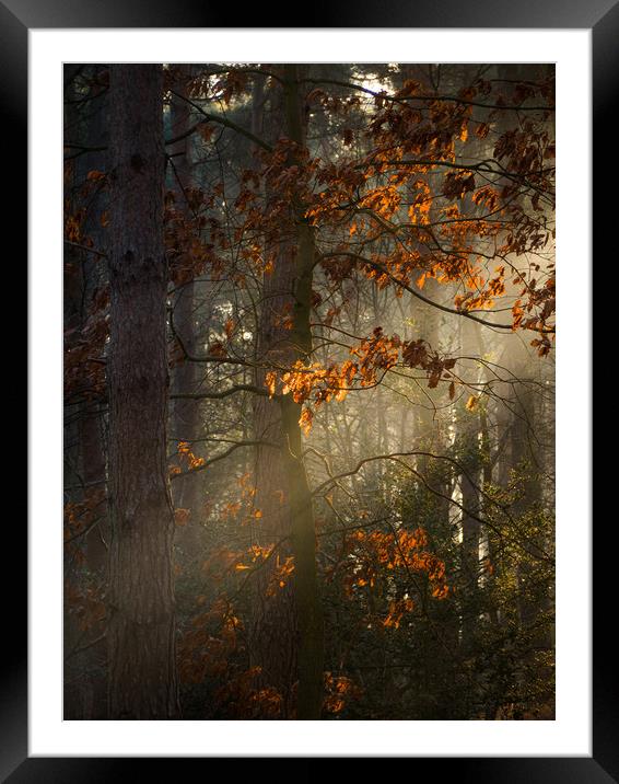 Woodland, Norfolk Framed Mounted Print by Rick Bowden
