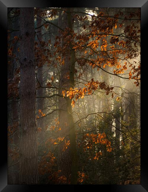 Woodland, Norfolk Framed Print by Rick Bowden