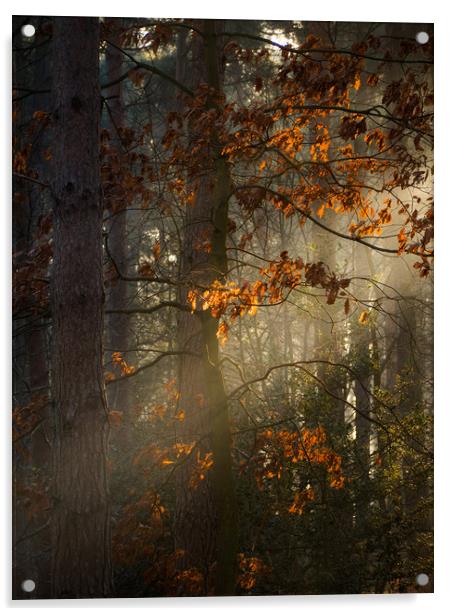 Woodland, Norfolk Acrylic by Rick Bowden