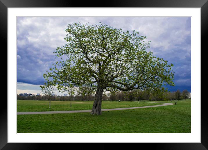 Hyde park tree, London Framed Mounted Print by Wael Attia