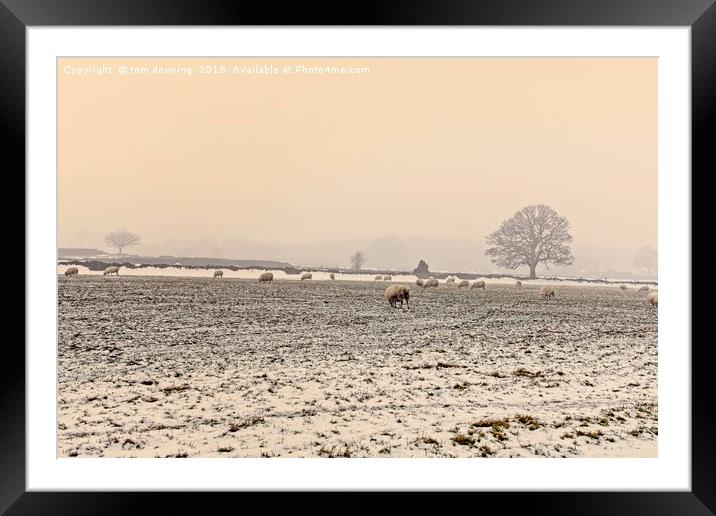 Sheep in the winters  evening mist Framed Mounted Print by tom downing