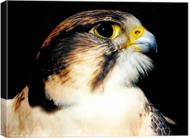 Lanner Falcon Canvas Print by Jane Metters