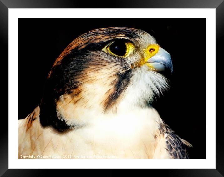 Lanner Falcon Framed Mounted Print by Jane Metters