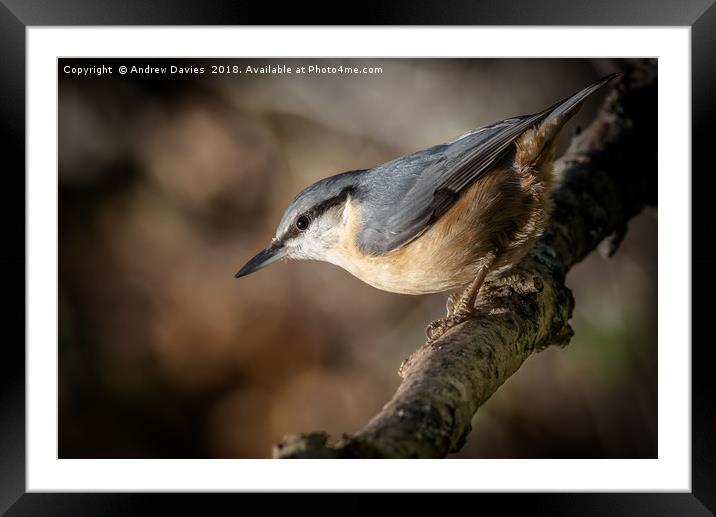 Nuthatch Framed Mounted Print by Drew Davies
