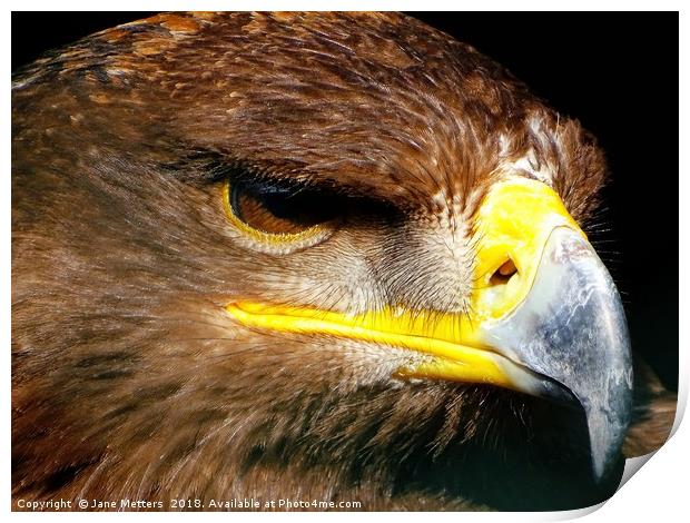          Steppe Eagle                       Print by Jane Metters
