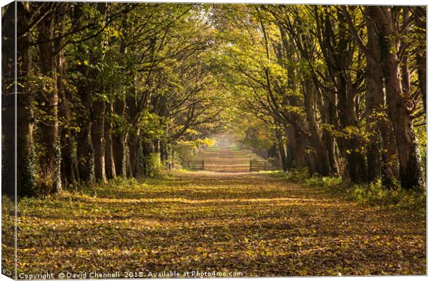 Autumnal Causeway Canvas Print by David Chennell