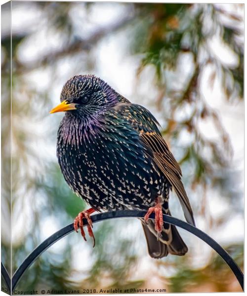 The Starling Canvas Print by Adrian Evans