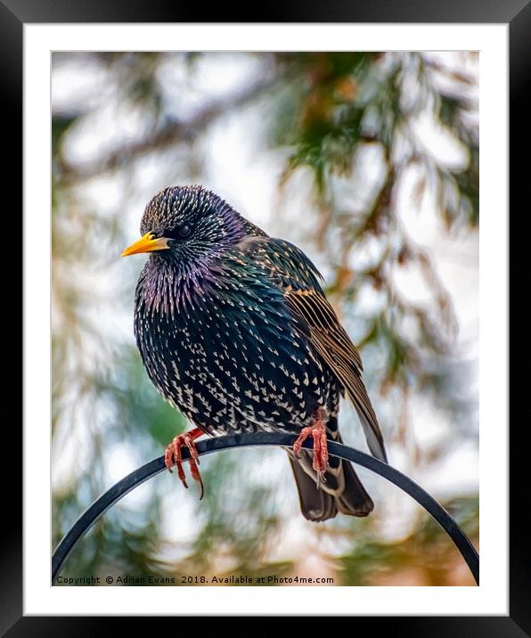 The Starling Framed Mounted Print by Adrian Evans