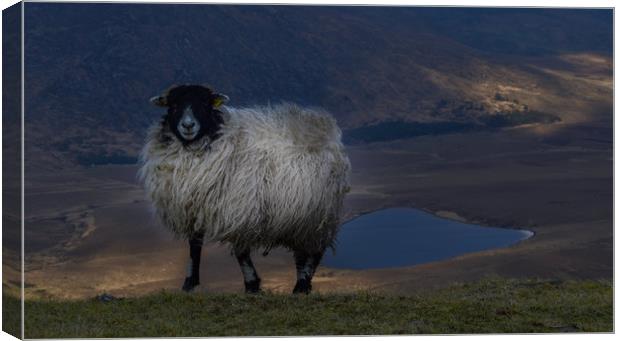 Sheep at the Conor Pass  Canvas Print by barbara walsh