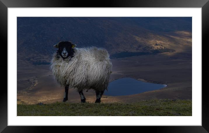 Sheep at the Conor Pass  Framed Mounted Print by barbara walsh