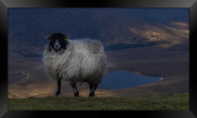 Sheep at the Conor Pass  Framed Print by barbara walsh