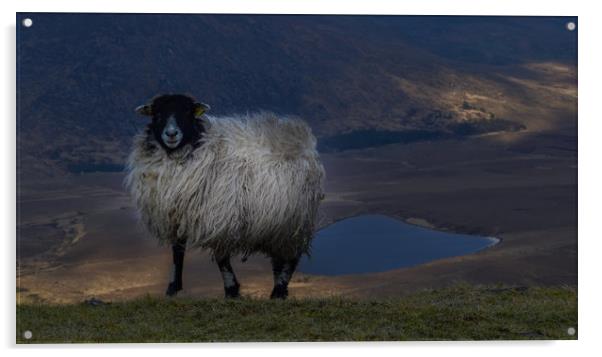 Sheep at the Conor Pass  Acrylic by barbara walsh