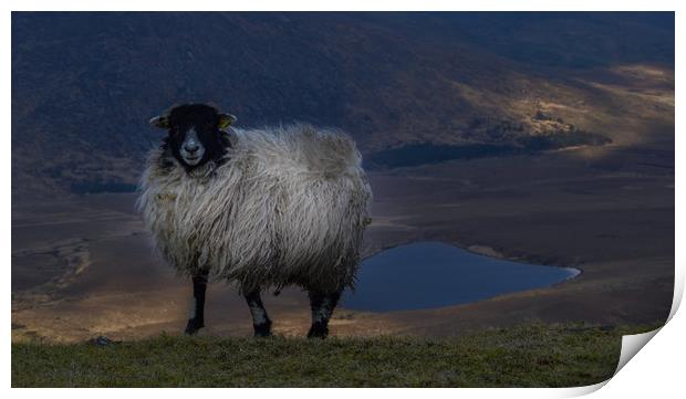 Sheep at the Conor Pass  Print by barbara walsh