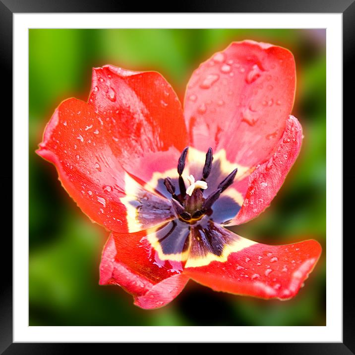 Fading Tulip Framed Mounted Print by Declan Howard
