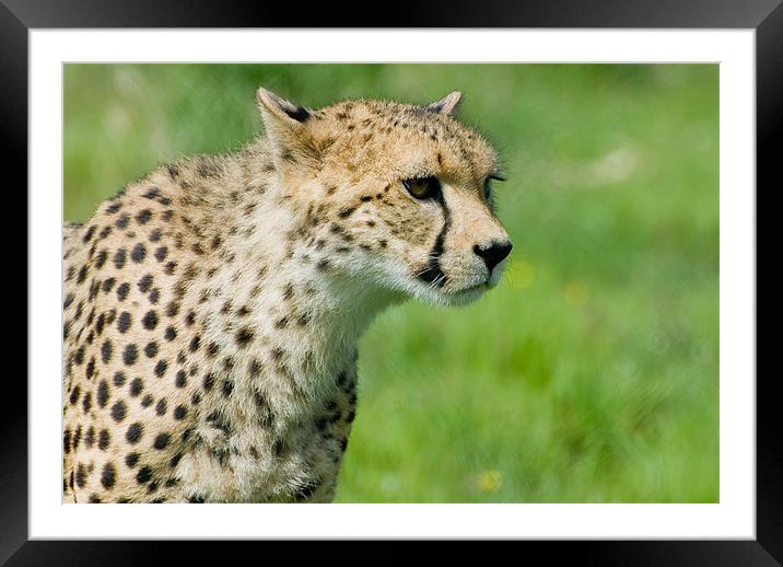 Thousand Yard Stare Framed Mounted Print by Declan Howard