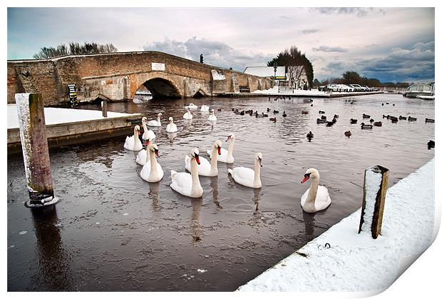 Ice and swan Print by Stephen Mole