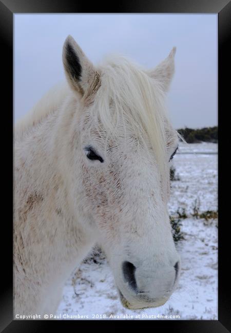 New Forest Pony Framed Print by Paul Chambers