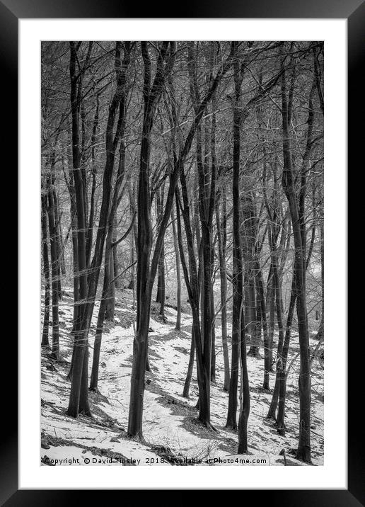 Through the Snowy Beech Wood Framed Mounted Print by David Tinsley