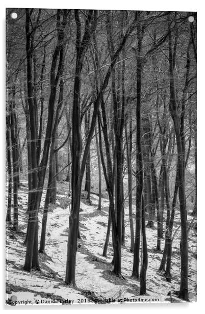 Through the Snowy Beech Wood Acrylic by David Tinsley