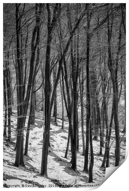 Through the Snowy Beech Wood Print by David Tinsley