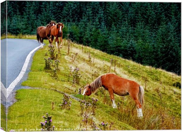 Horses on the Brecon Beacons Canvas Print by Jane Metters