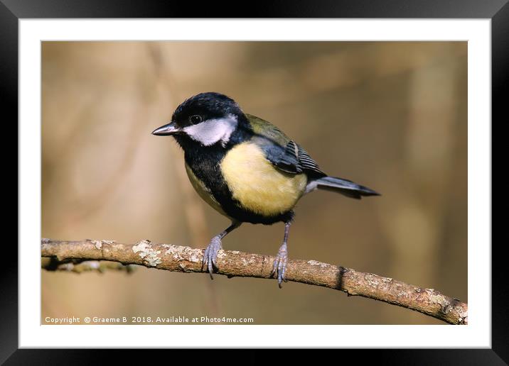 Great tit 5 Framed Mounted Print by Graeme B