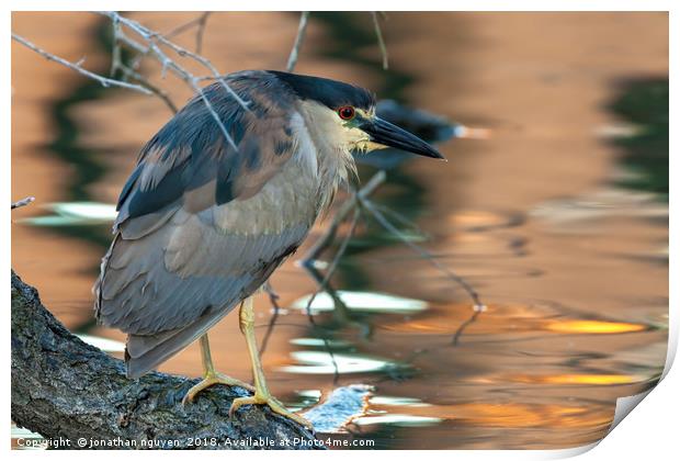 Portrait of a black-crowned night heron Print by jonathan nguyen