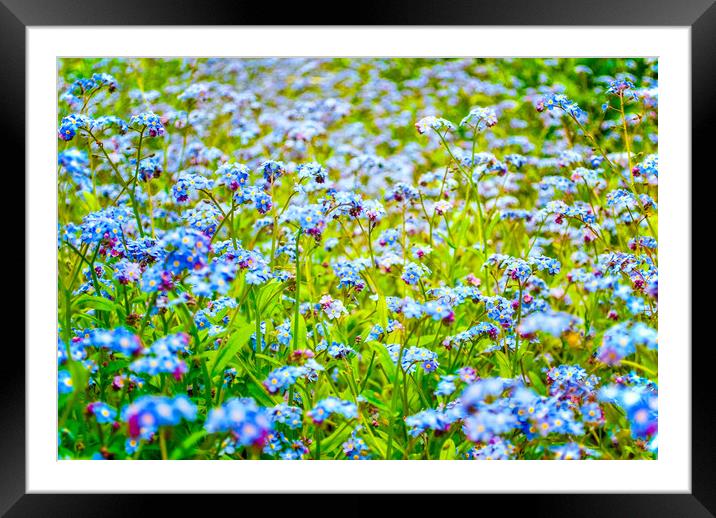 Forget me not Framed Mounted Print by Scott Paul