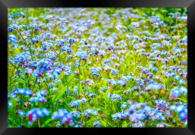 Forget me not Framed Print by Scott Paul