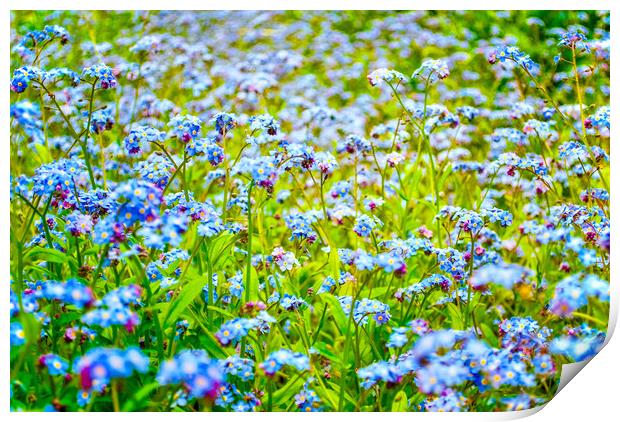 Forget me not Print by Scott Paul