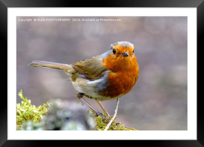 Robin Red Breast Framed Mounted Print by ALBA PHOTOGRAPHY