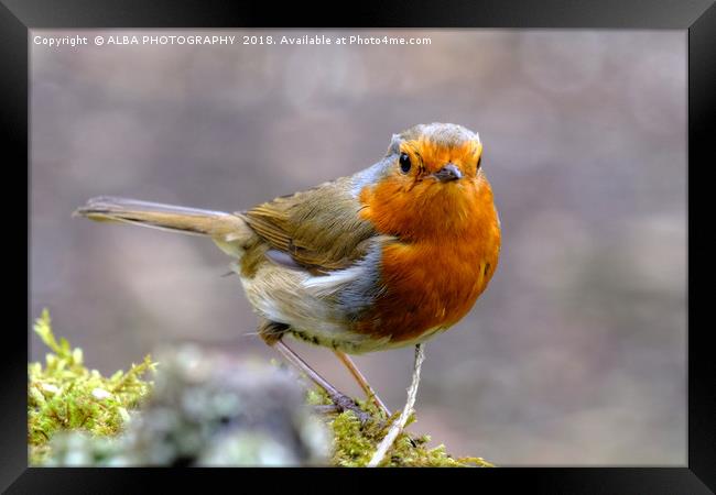 Robin Red Breast Framed Print by ALBA PHOTOGRAPHY