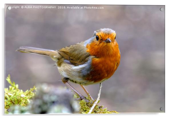 Robin Red Breast Acrylic by ALBA PHOTOGRAPHY