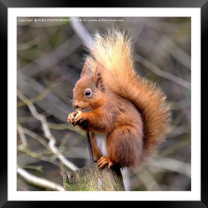 The Red Squirrel Framed Mounted Print by ALBA PHOTOGRAPHY