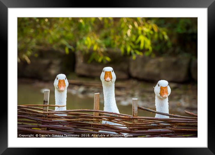 Three funny white geese Framed Mounted Print by Daniela Simona Temneanu