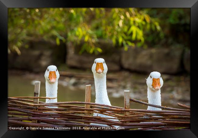 Three funny white geese Framed Print by Daniela Simona Temneanu