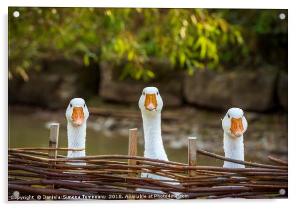 Three funny white geese Acrylic by Daniela Simona Temneanu