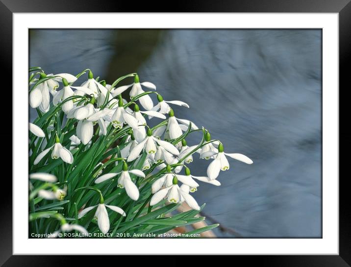 "Snowdrops by Swirling Waters" Framed Mounted Print by ROS RIDLEY