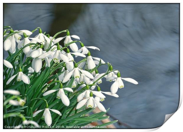 "Snowdrops by Swirling Waters" Print by ROS RIDLEY