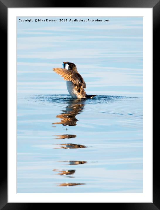 More than a Mouthful Framed Mounted Print by Mike Dawson