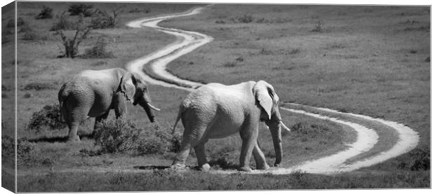 Two elephants stroll past a winding road Canvas Print by Sue Hoppe