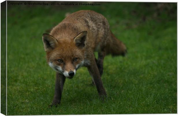 Wild Red Fox Canvas Print by rawshutterbug 