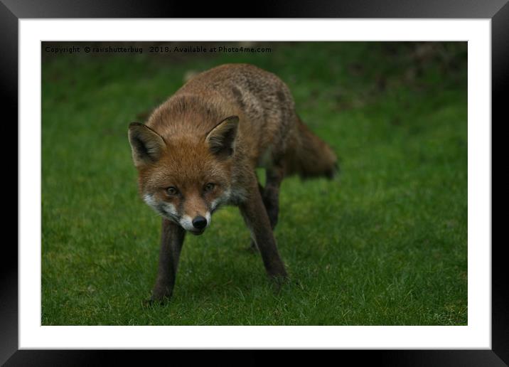 Wild Red Fox Framed Mounted Print by rawshutterbug 