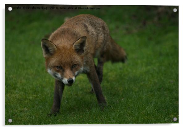 Wild Red Fox Acrylic by rawshutterbug 