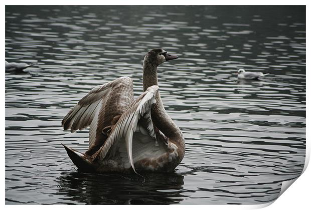 Cygnet Print by Doug McRae