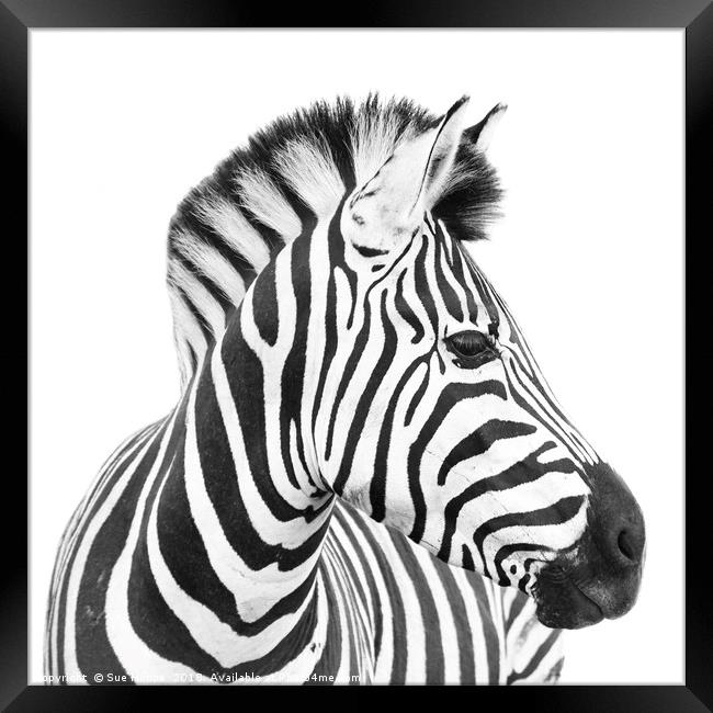 Zebra on white background Framed Print by Sue Hoppe