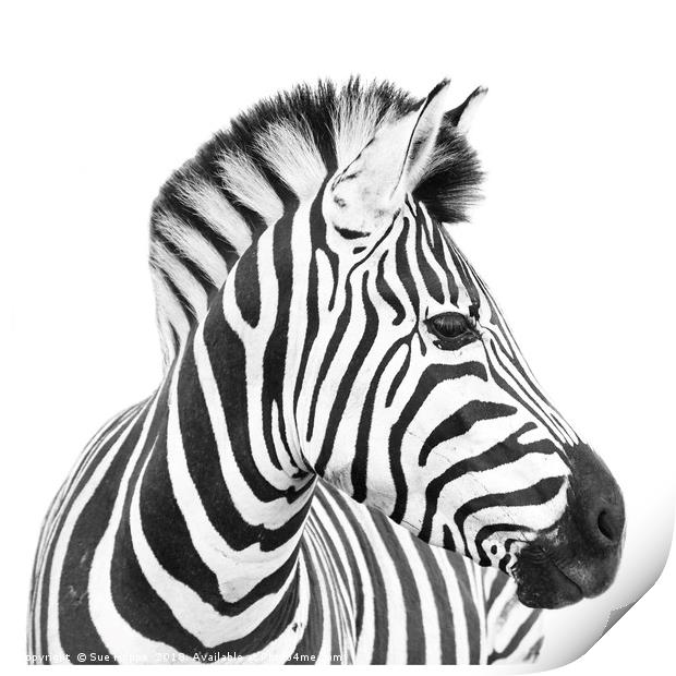 Zebra on white background Print by Sue Hoppe