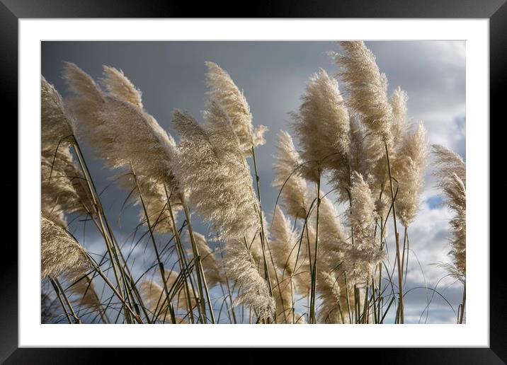 Pampas Grass Framed Mounted Print by David Hare