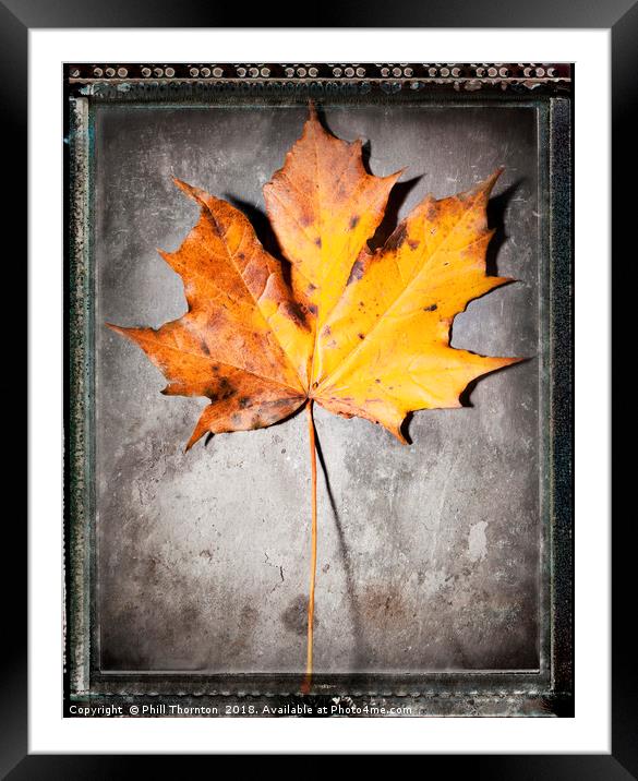 Maple Leaf on Slate Framed Mounted Print by Phill Thornton