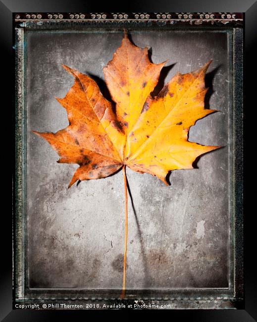 Maple Leaf on Slate Framed Print by Phill Thornton